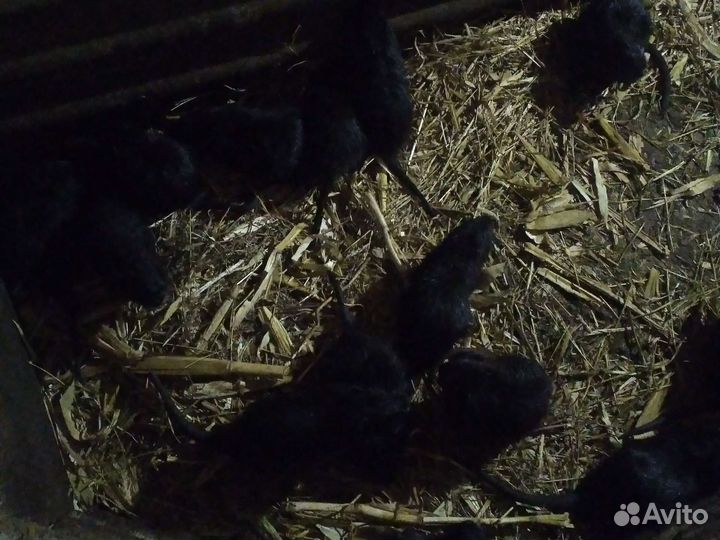 Нутрии самцы на племя