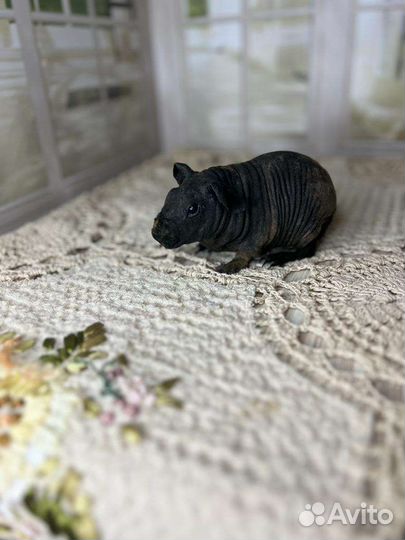 Морская свинка