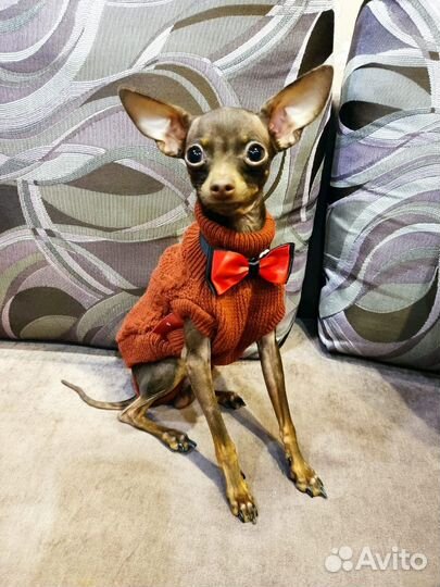 Вязка собак мини той терьер