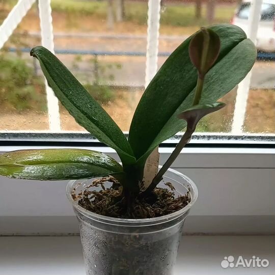 Phal Voo Doo
