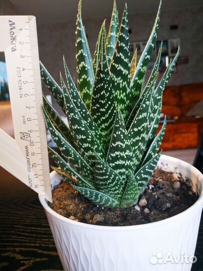 Кактусы и суккуленты алоэ