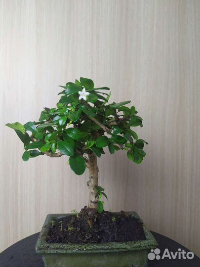 Бонсай чайная церемония 25 см