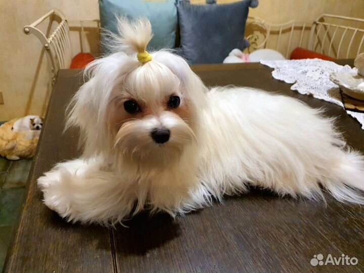 Передержку собак дома, не гостиница