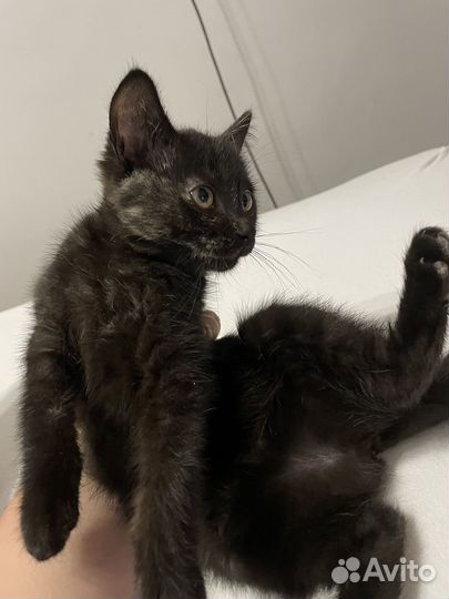 Котенок в добрые руки