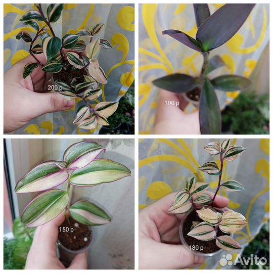 Традесканции сортовые