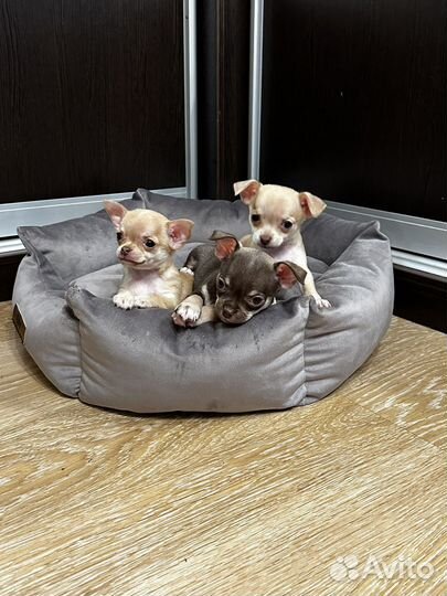 Щенки чихуахуа