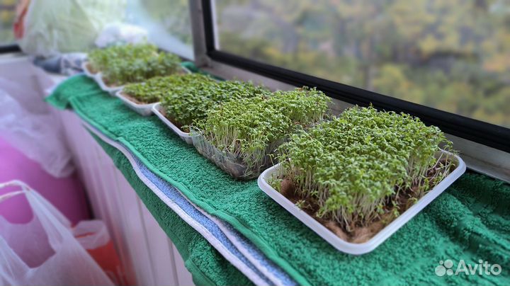 Микрозелень горчица, кресс, рукола