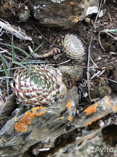 Туры по Алтаю