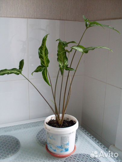 Сингониум ушковый