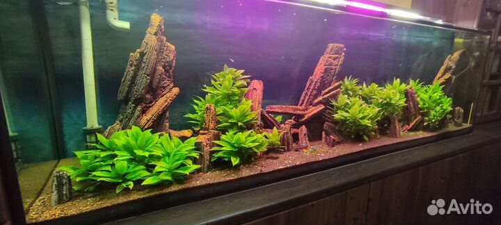 Лимонник растение для аквариума осталось 5 штук