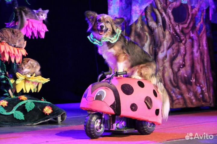 Билеты в театр Куклачёва