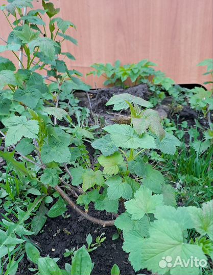 Саженцы смородины. Сорт-Вологжанка