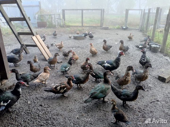 Индоутки индоутята