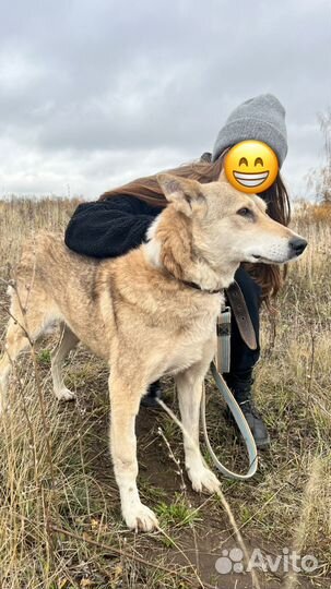 Собака в добрые руки