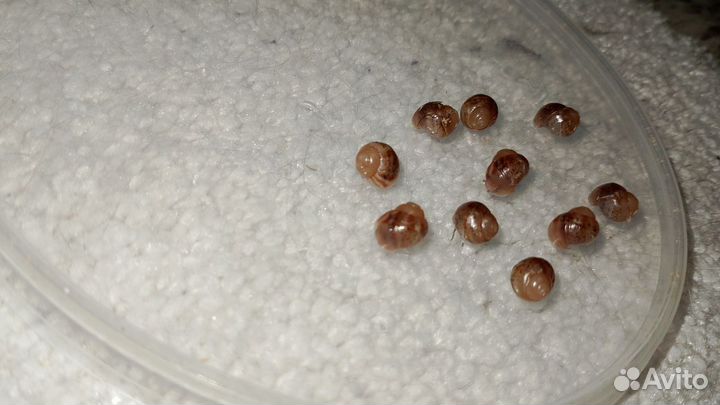 Улитки ахатины