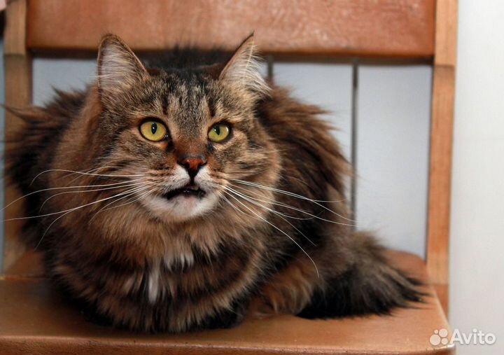 Сибирячок Стёпа, общительный котик в добрые руки