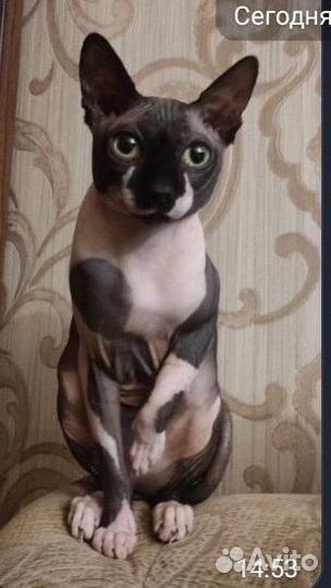 Котята Канадского сфинкса