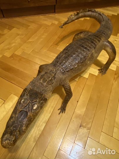 Чучело алигатора