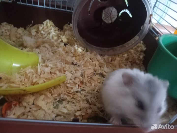 Джунгарский хомяк