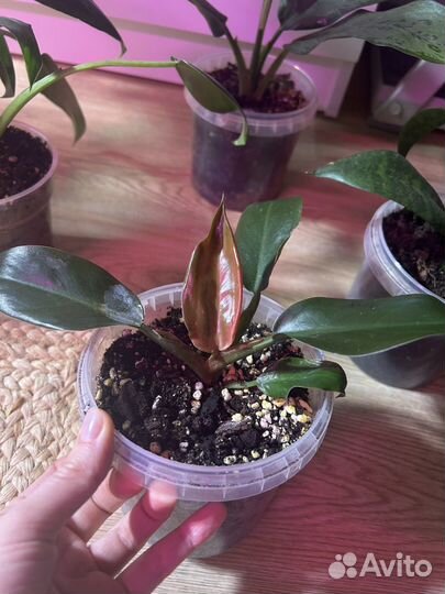 Набор комнатных растений