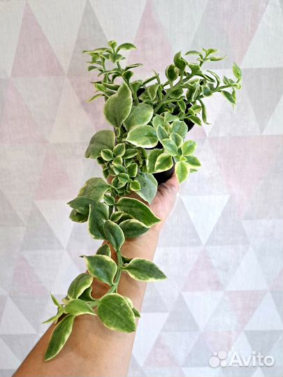 Альтернантера