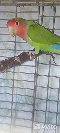 Неразлучник