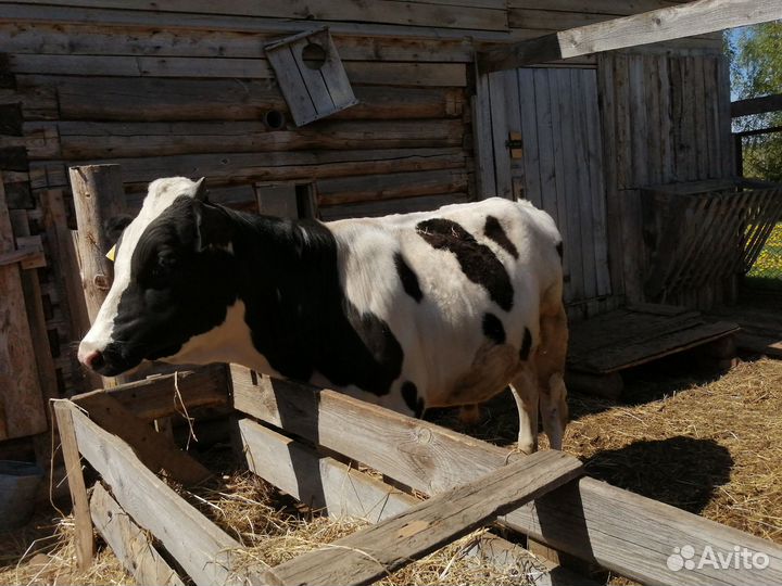 Продам бычка