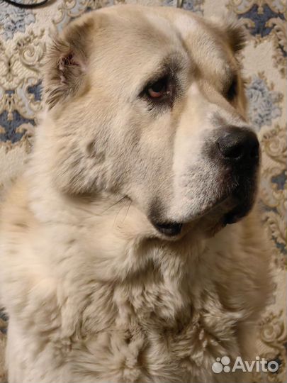 Вязка алабая сао