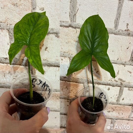 Комнатные растения цветы