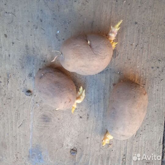 Семенной картофель