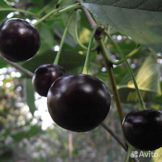 Черевишня, чер.Узбечка, Ленинградская розовая