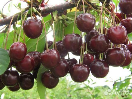 Саженцы черешня вишня