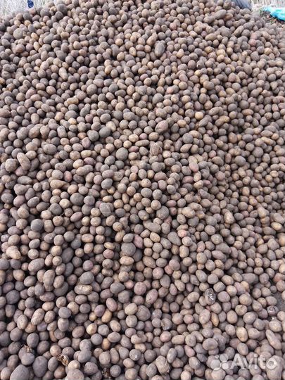 Продам картофель на корм скоту