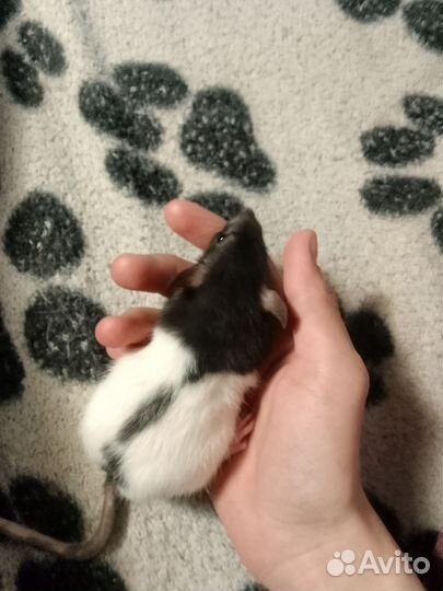 Крыса дамбо