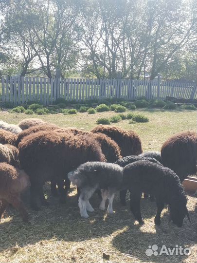 Эдильбаевский баран