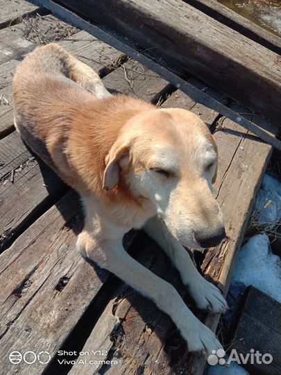 Русская гончая