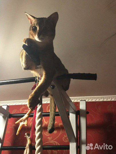 Котята Чаузи