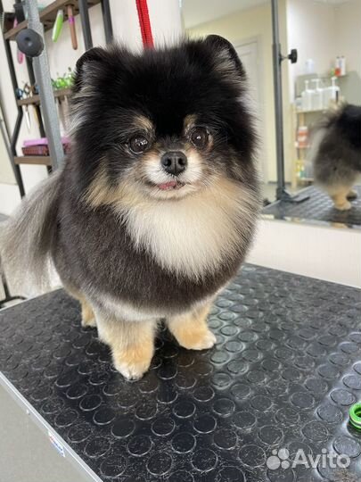 Бесплатный груминг