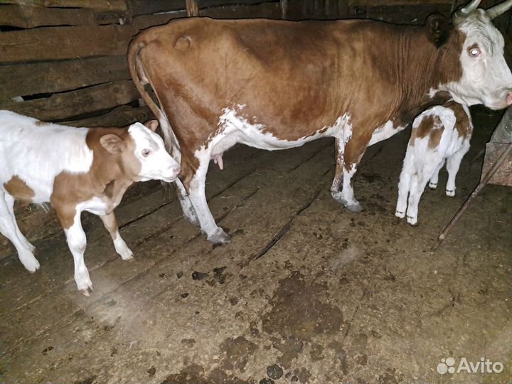 Корова с двумя телятами,тёлочка и бычок