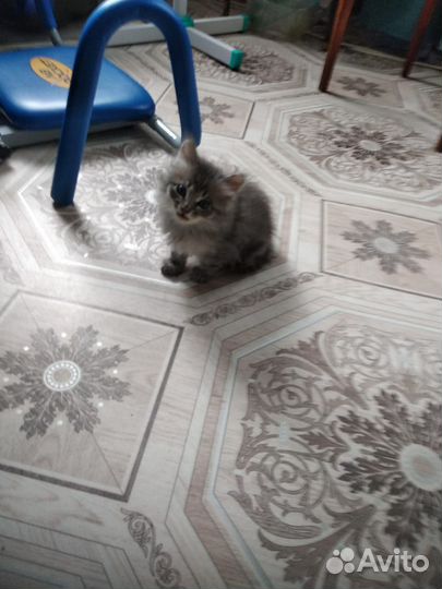 Котята в добрые руки бесплатно