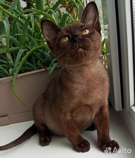 Бурма с документами