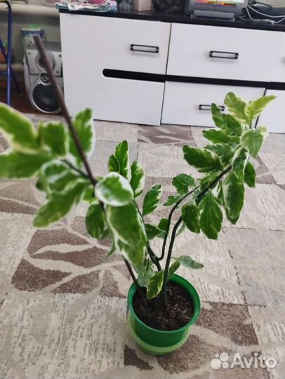 Педилантус