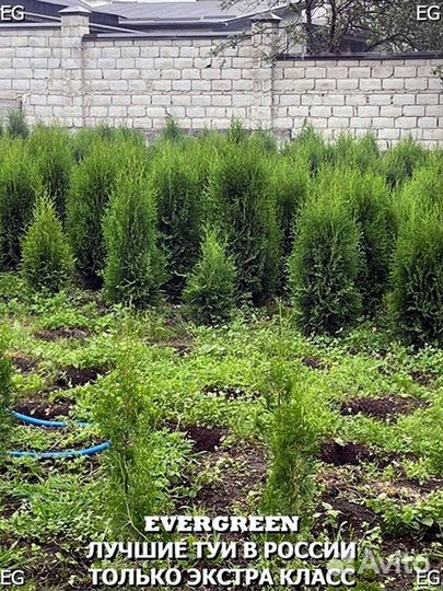 Туя из питомника