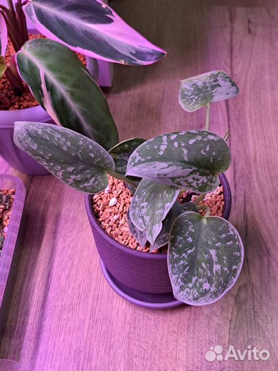 Маранта триколор