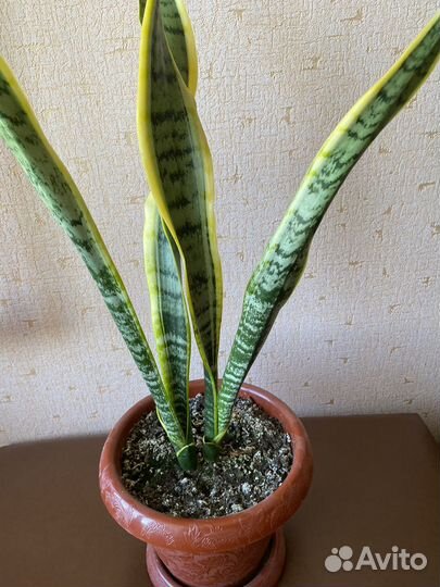 Сансевиерия