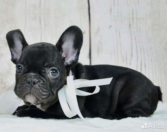 Французский бульдог щенки