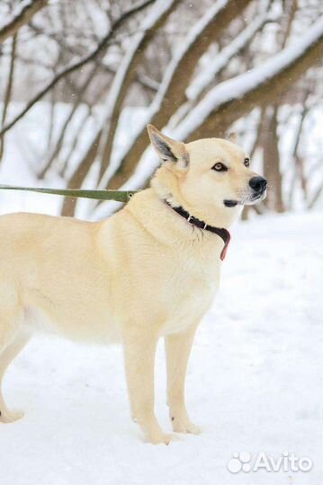 Собака в добрые руки