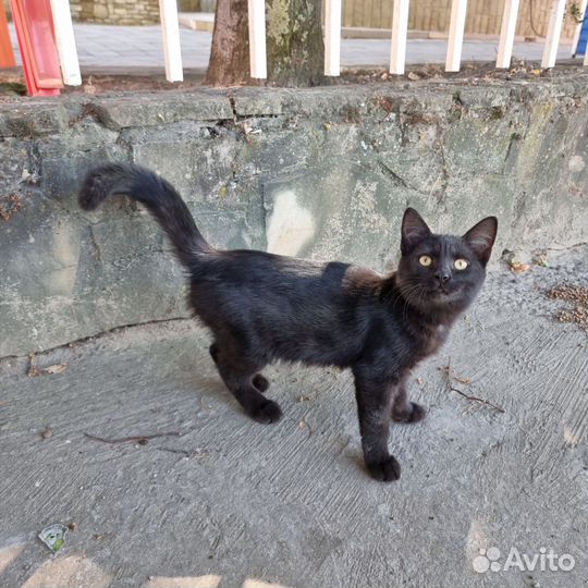 Котята в добрые руки бесплатно