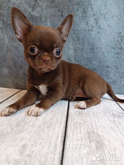 Шоколадная леди