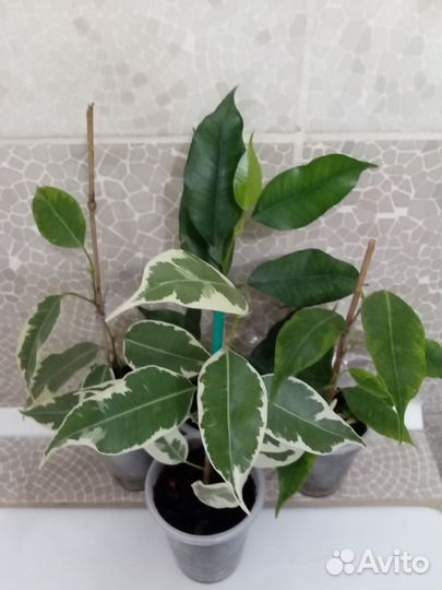 Фикус Бенджамина. Черенки укорененные